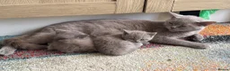 British Shorthair cats for sale: Stunning set of British blues - Advert 15