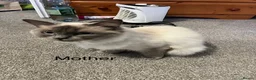 Ragdoll cats for sale: Ragdoll kittens - Advert 2