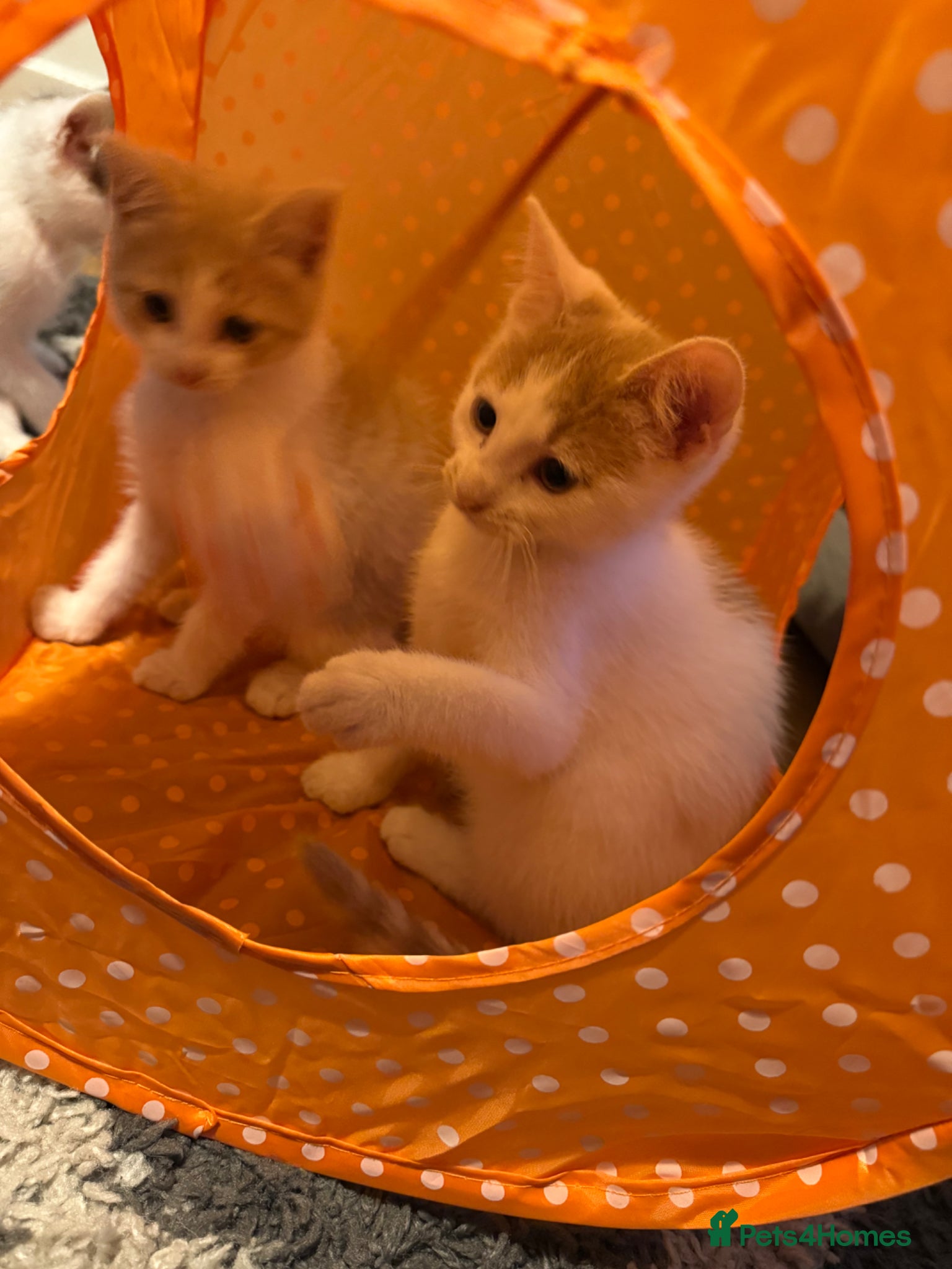 Mixed Breed cats Ragdoll x shorthair babies ready now! - Advert 1