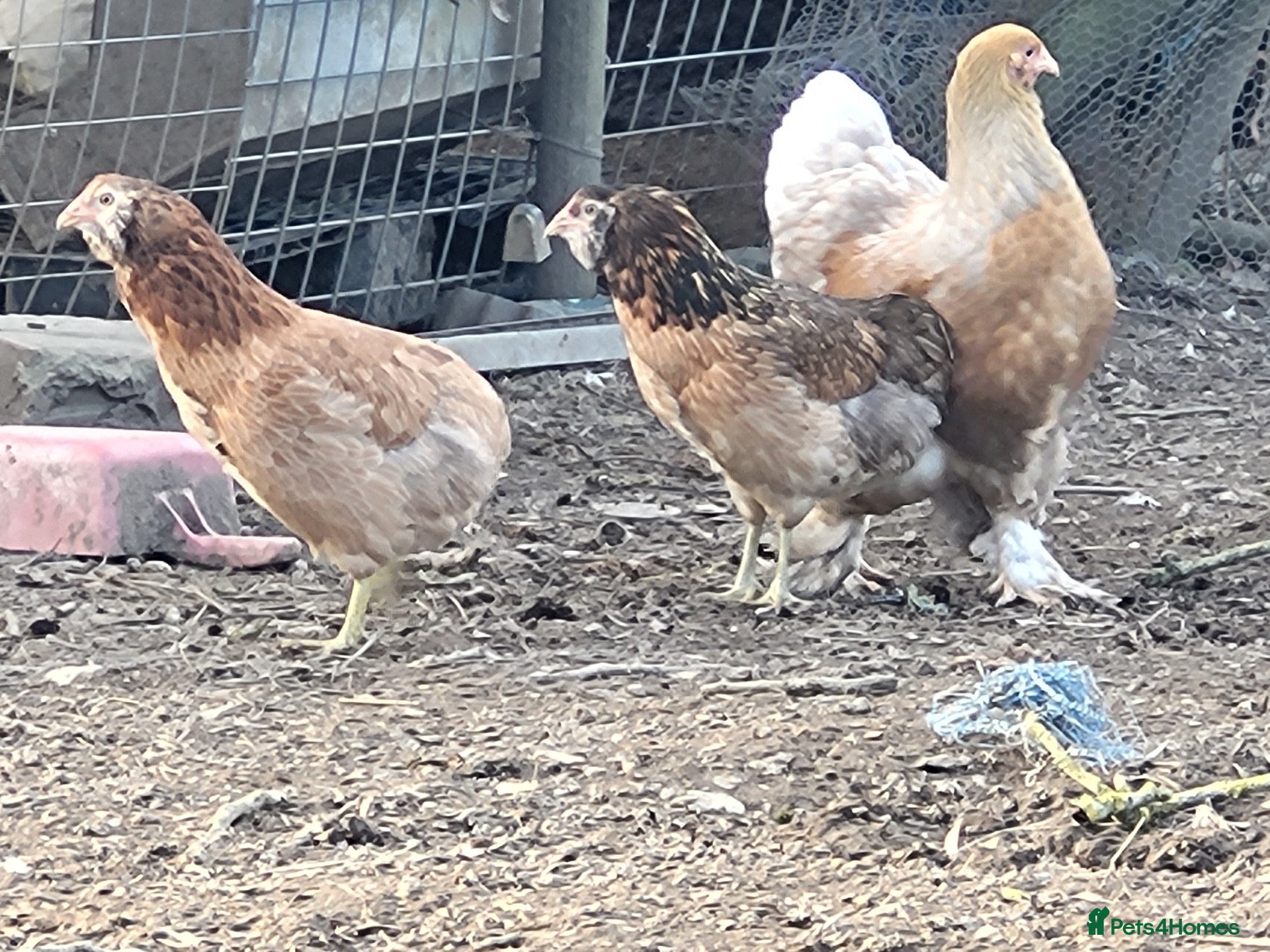 Chickens poultry 2 Rumpless Aracaunas - Advert 1