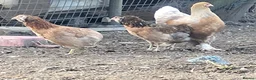 Chickens poultry for sale: 2 Rumpless Aracaunas - Advert 1