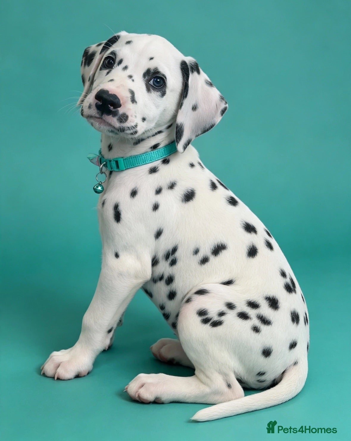 Dalmatian dogs Beautiful Dalmatian puppies ready to reserve  - Advert 2
