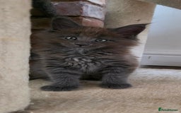 Maine Coon cats for sale: Maine coon pedigree kittens  - Image 10
