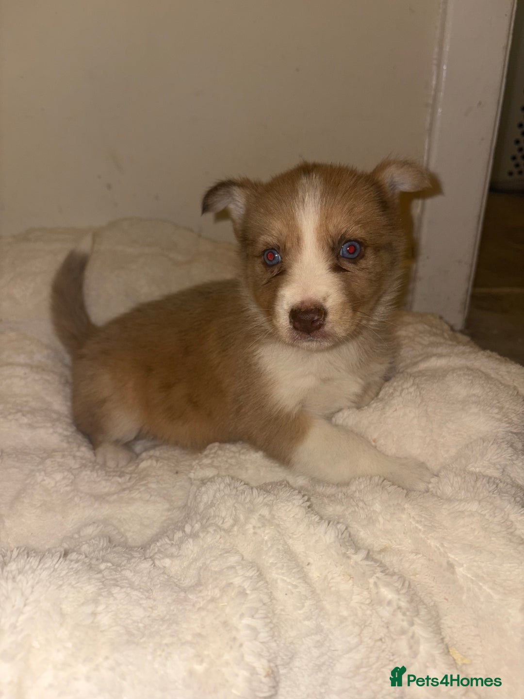 Mixed Breed dogs for sale: Beautiful Husky x Australian Shepherd Puppies - Advert 2