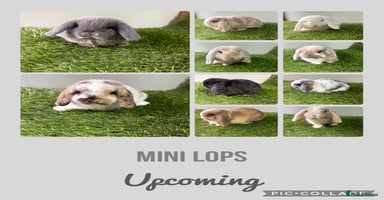 Mini Lop rabbits Beautiful, friendly mini lops  - Advert 12
