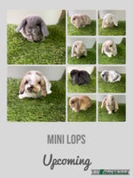 Mini Lop rabbits Beautiful, friendly mini lops - Advert 3