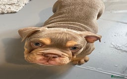 English Bulldog dogs for sale: Pedigree English bulldogs top-lines (7 weeks old)  - Image 13