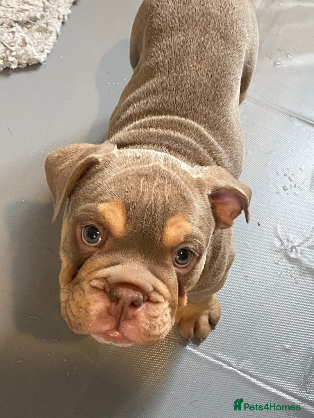 English Bulldog dogs for sale: Pedigree English bulldogs top-lines (7 weeks old)  - Image 13