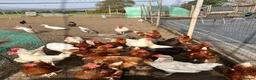 Chickens poultry for sale: Warren female chickens  - Advert 1