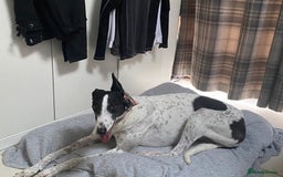 Greyhound dogs for adoption: Greyhounds ready for adoption  in Bridgnorth - Image 7