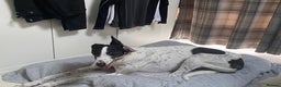 Greyhound dogs for adoption: Greyhounds ready for adoption  in Bridgnorth - Advert 7