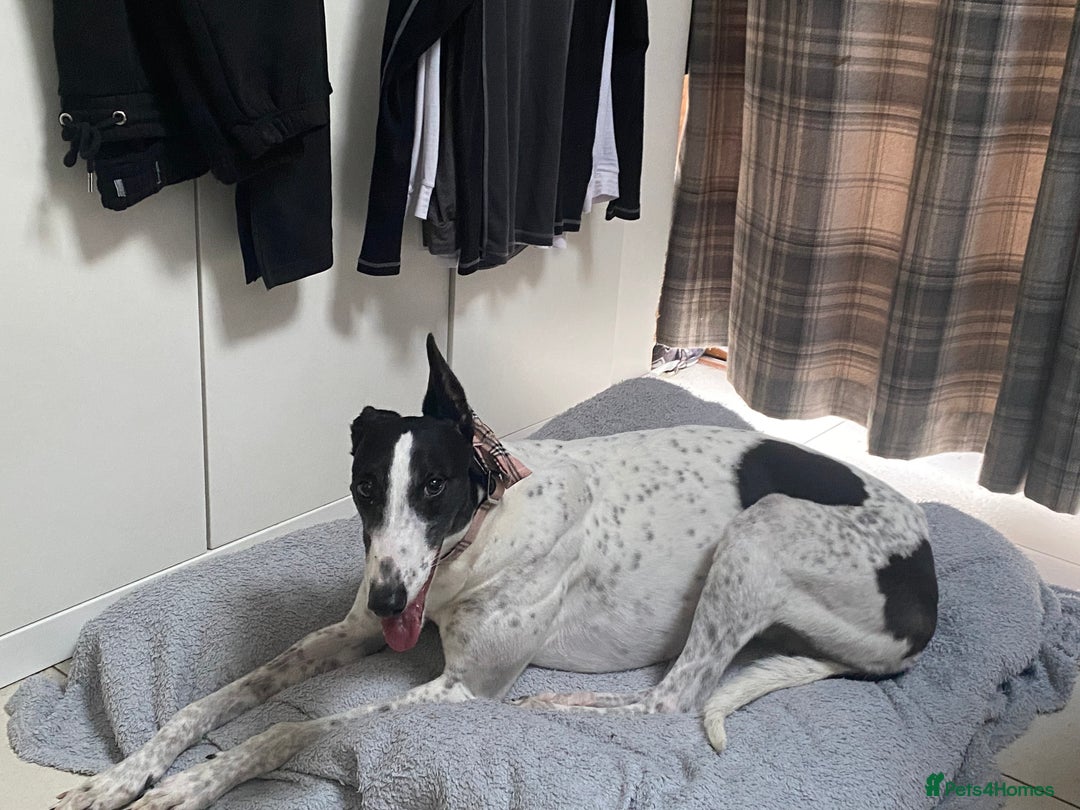 Greyhound dogs for adoption: Greyhounds ready for adoption  in Bridgnorth - Image 7