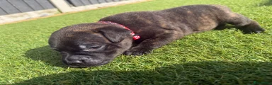 Staffordshire Bull Terrier 3
