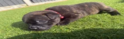 Staffordshire Bull Terrier dogs for sale: KC Registered Red/Brindle Staffy Puppies - Advert 19