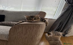 Ragdoll cats for sale: Teddie & Mystie - Image 5