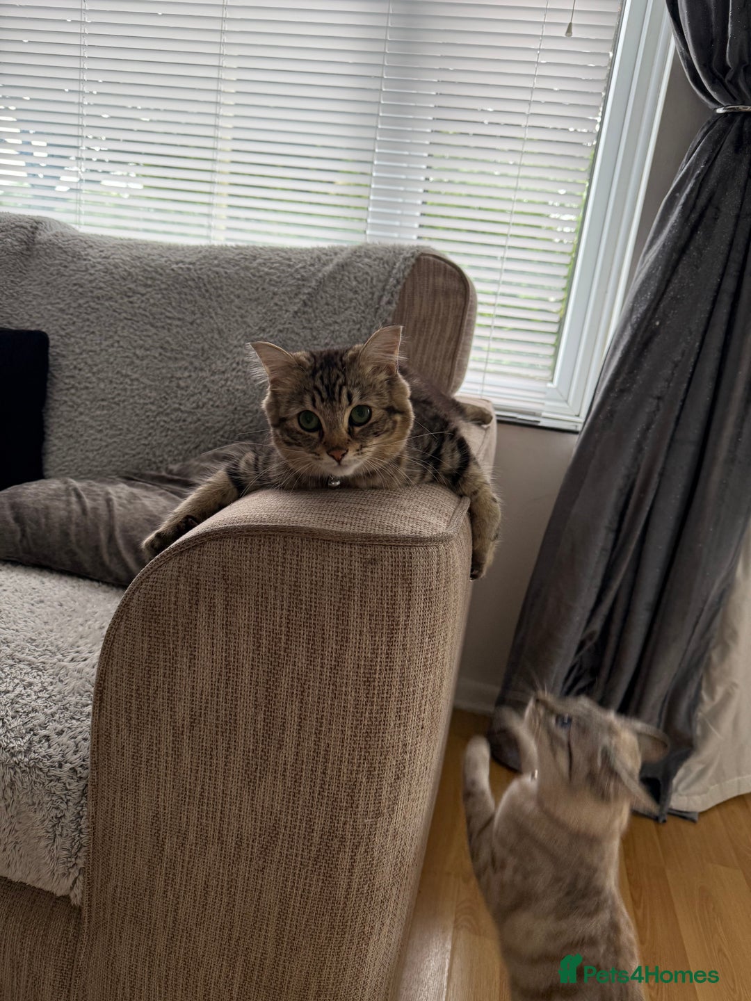 Ragdoll cats for sale: Teddie & Mystie - Image 5