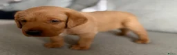 Labrador Retriever dogs for sale: Beautiful litter of puppies  - Advert 11