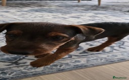 Lakeland Terrier dogs for sale: Lakeland terrier called Chop - Image 7