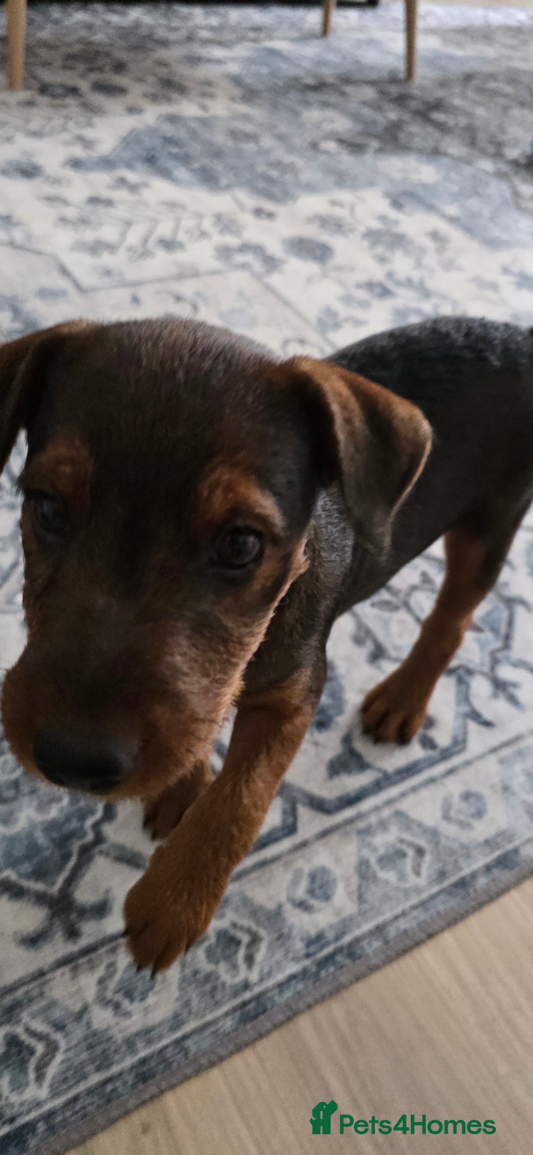 Lakeland Terrier dogs for sale: Lakeland terrier called Chop - Image 7