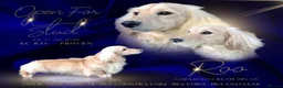 Miniature Dachshund dogs for stud: Cream Miniature Longhaired Dachshund  - Advert 5