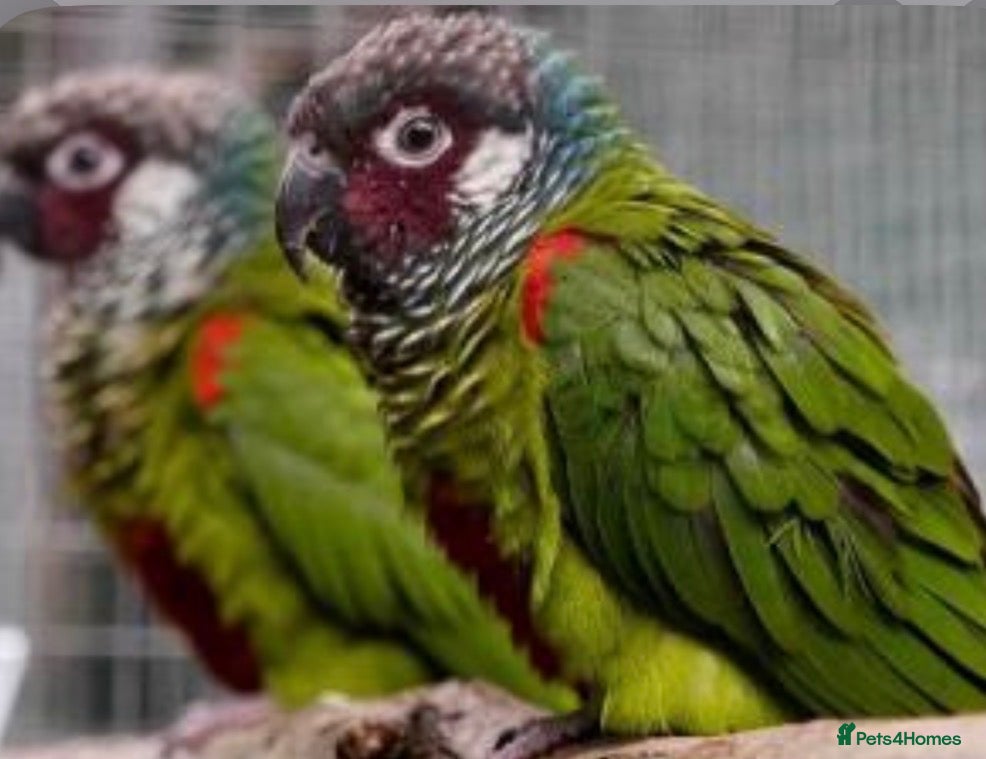 Conures birds for sale: Proven pair of Emma’s Conures  - Advert 12