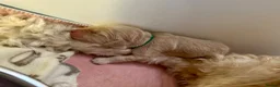 Double Doodle dogs for sale: 2 Stunning Standard F3 Labradoodle boys-cream/choc - Advert 39
