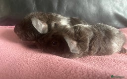 Guinea Pig rodents for sale: Cali breedings skinny pig carriers - Advert 4