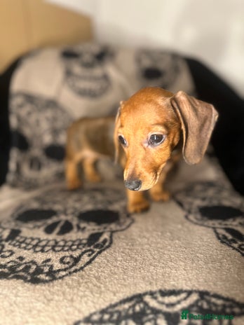 Miniature Dachshund dogs - Advert 3