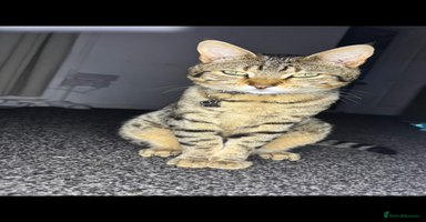 Bengal cats Male and female looking for forever home.  - Advert 4