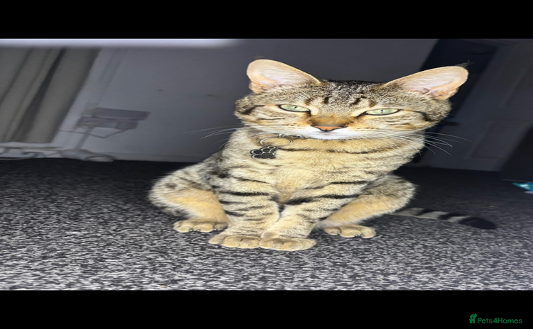 Bengal cats Male and female Bengal looking for forever home. - Advert 3