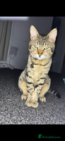 Bengal cats Male and female looking for forever home. - Advert 3