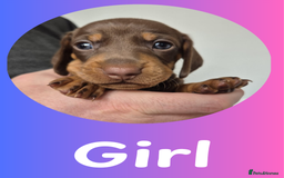 Miniature Dachshund dogs for sale: Miniature Dachshund Pups Looking for Loving Homes - Image 7