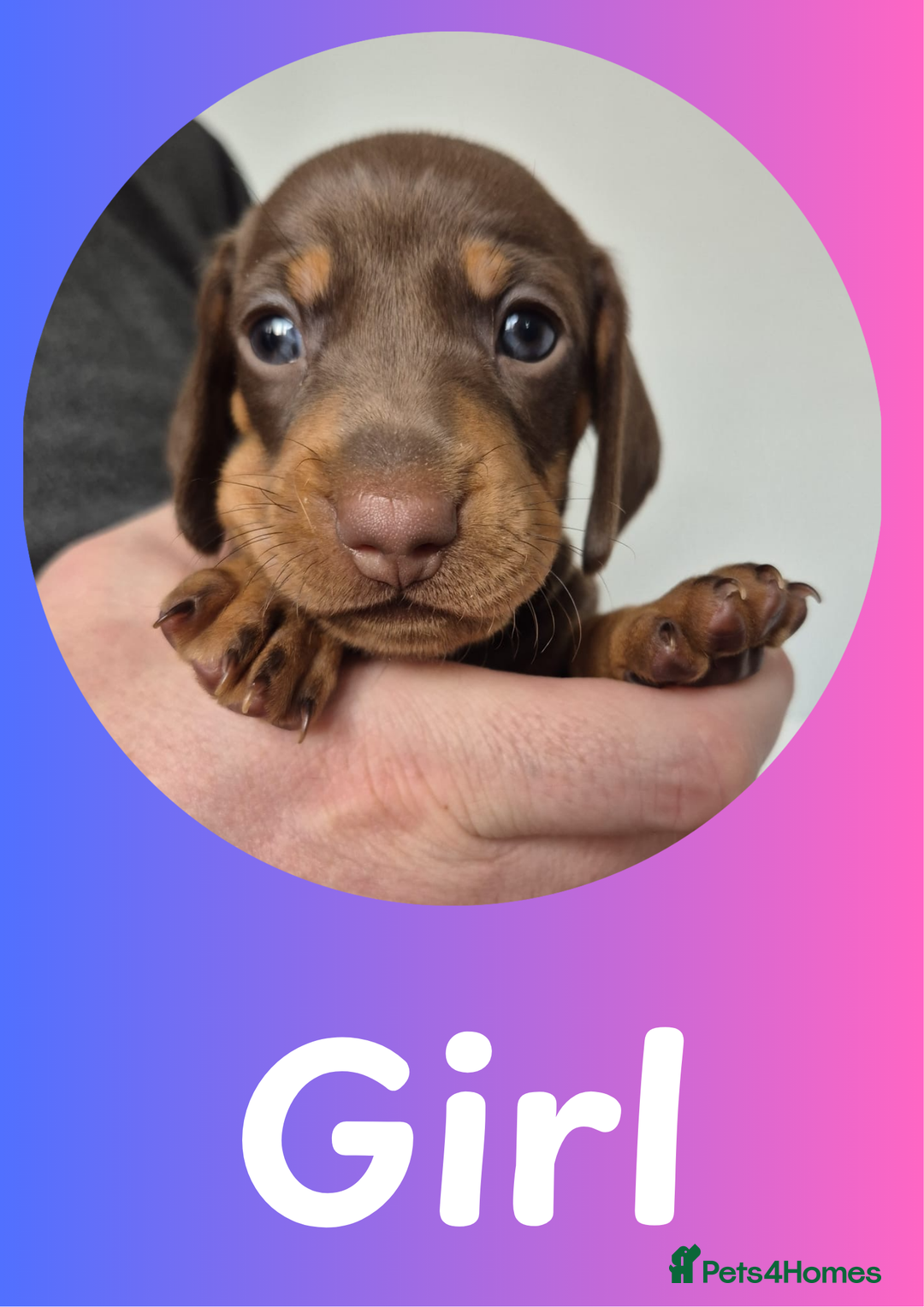 Miniature Dachshund dogs for sale: Miniature Dachshund Pups Looking for Loving Homes - Image 7