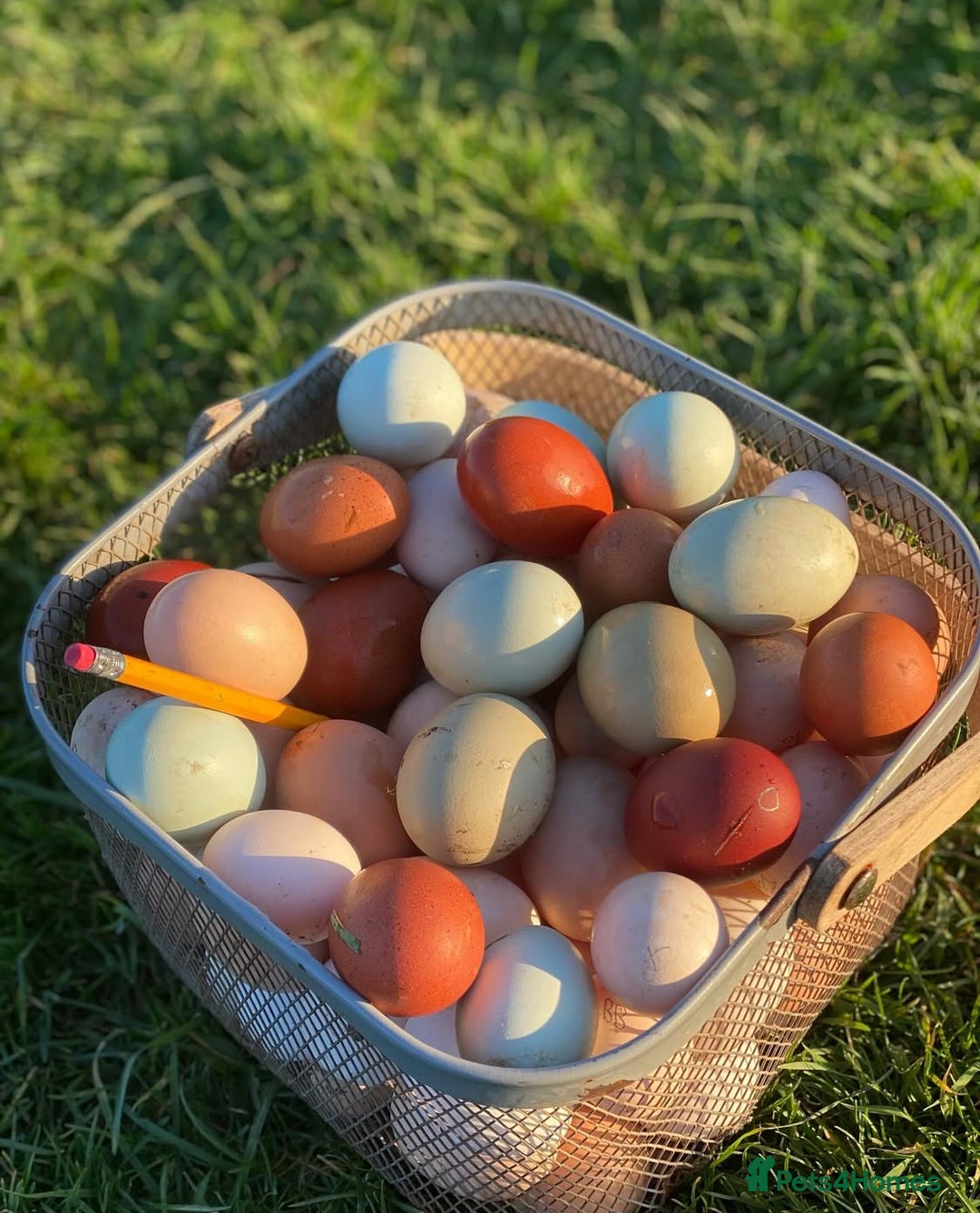 Chickens poultry for sale: Hatching eggs, Chicks & Ducklings - Image 2