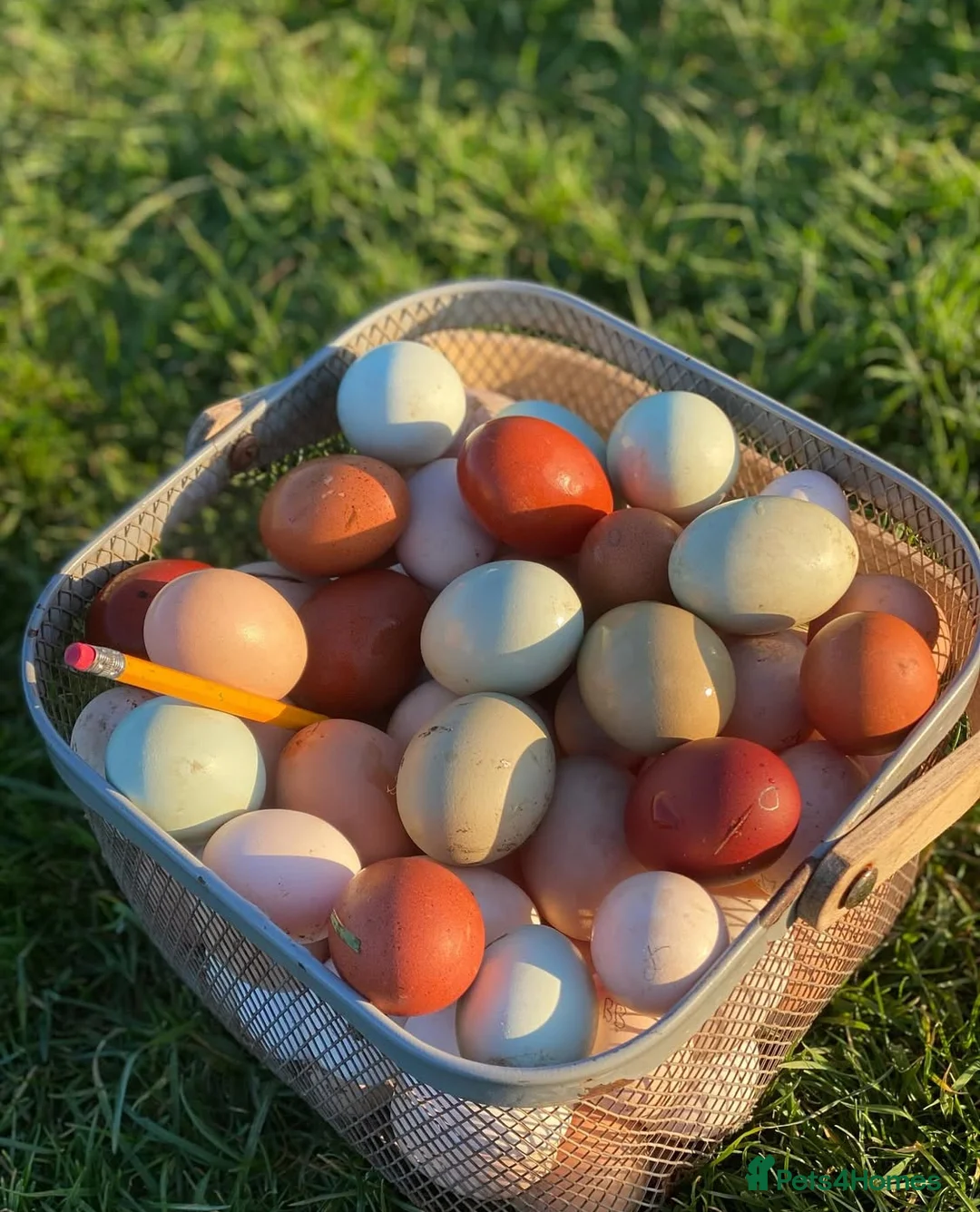 Chickens poultry for sale: Hatching eggs, Chicks & Ducklings - Advert 2