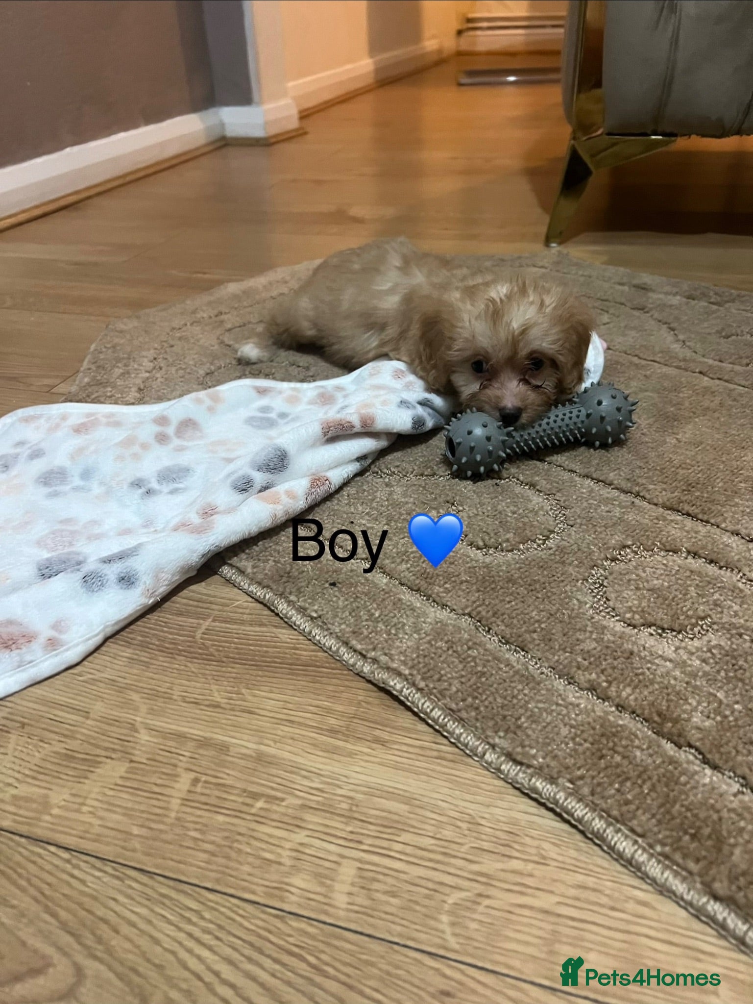 Cavapoo dogs 2 cavapoos ready now 💙💕 - Advert 2