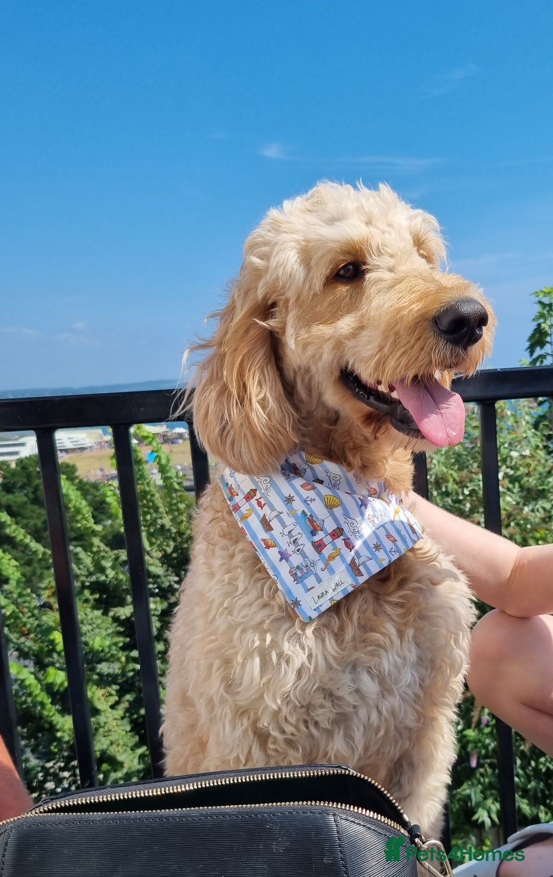 Mixed Breed dogs for sale: Goldendoodle x Irishdoodle puppies - Advert 7