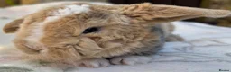 Mini Lop rabbits for sale: Mini Plush Lop and Plush Carrier litters - Advert 6