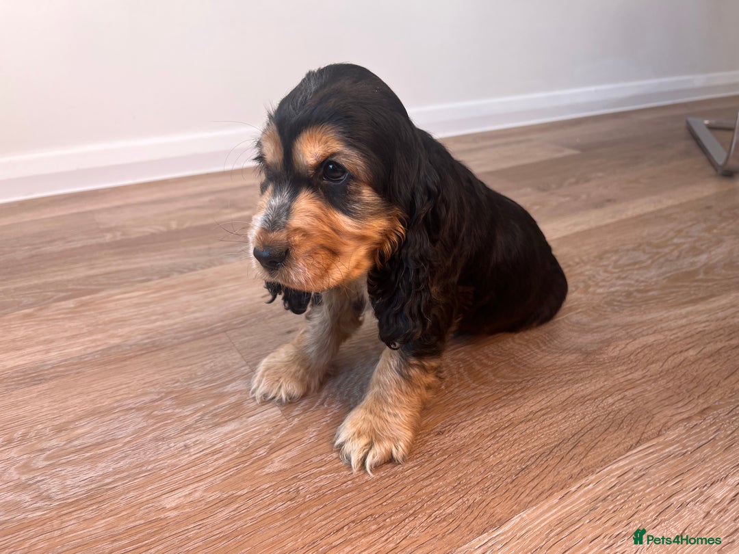 Cocker Spaniel dogs for sale: Show type cocker spaniel  - Image 4