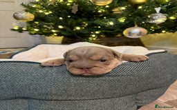 English Bulldog dogs for sale: Stunning English Bulldog Puppies 🐾🐶 - Advert 8