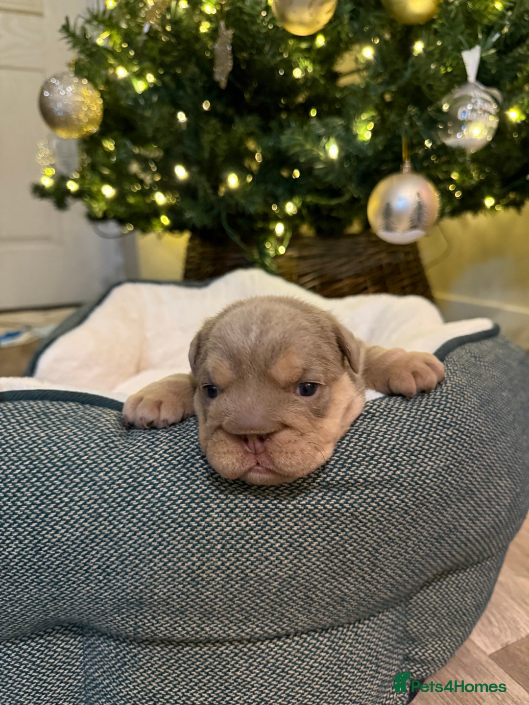 English Bulldog dogs for sale: Stunning English Bulldog Puppies 🐾🐶 - Advert 8