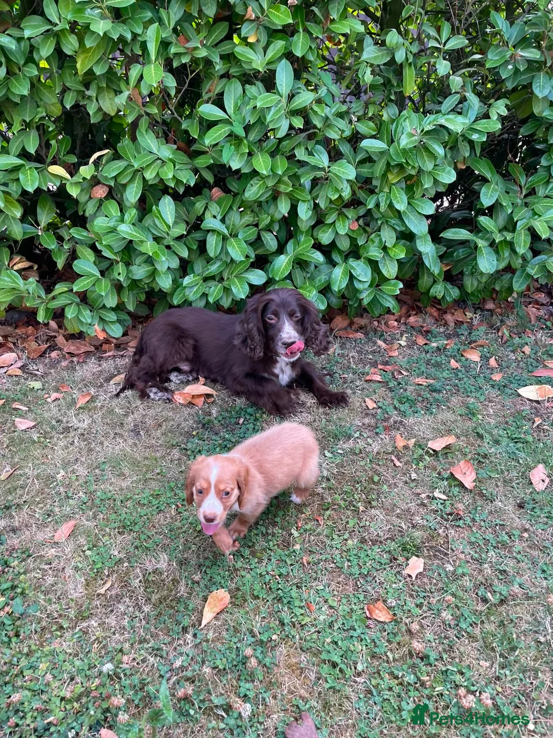 Cocker Spaniel dogs for sale: Cocker spaniel  - Advert 2