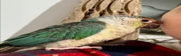 Conures birds for sale: Green Cheek Conure – Sweet, Tame & Loving in London - Advert 1