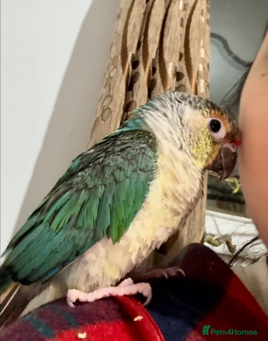 Conures birds for sale: Green Cheek Conure – Sweet, Tame & Loving in London - Advert 1