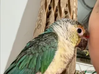 Conures birds Green Cheek Conure – Sweet, Tame & Loving - Advert 9