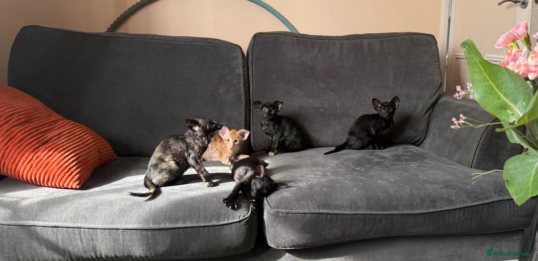 Oriental cats for sale: Little kittens looking for home, GCCF registered  in Northampton - Advert 1