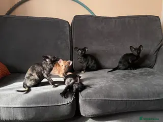 Oriental cats Little kittens looking for home, GCCF registered - Advert 5