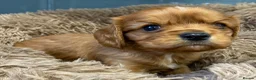 Cavalier King Charles Spaniel dogs for sale: 🐶 KC reg extensively health tested Cavalier 🐶  - Advert 15