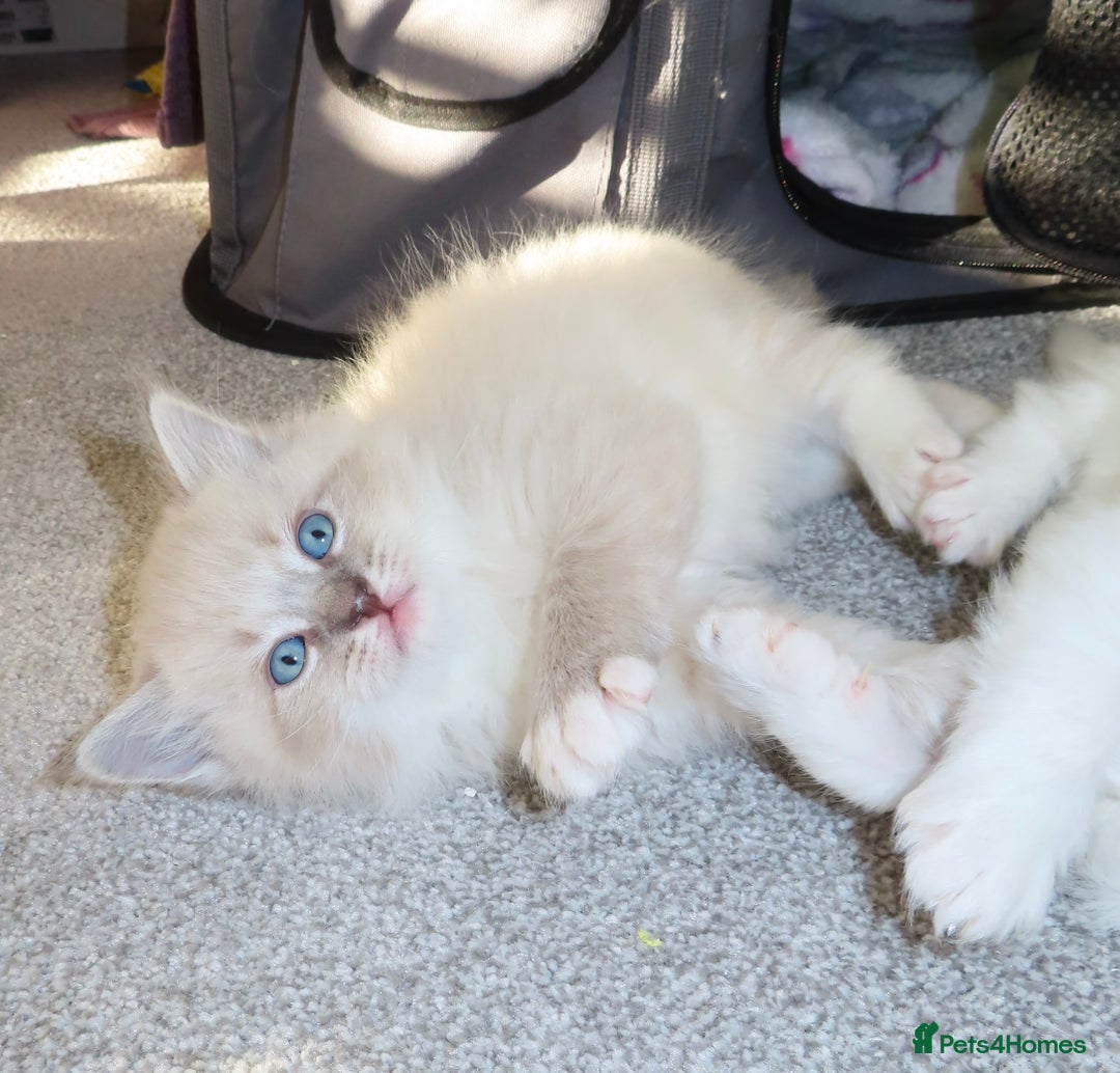 Siberian cats for sale: Little Fluffy Hypoallergenic Siberian Babies 🐾 - Advert 4