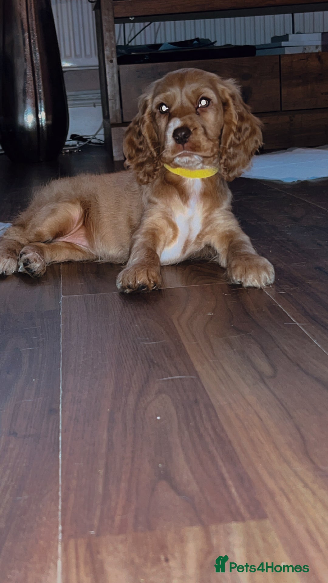 Cocker Spaniel dogs for sale: English Cocker Spaniels  - Advert 22